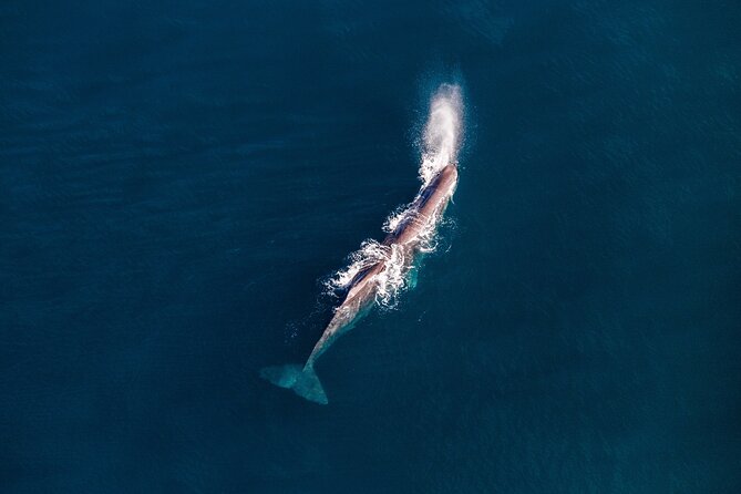 Kaikoura Whale Watching - 45 Minute Ocean Safari - Price and Value: What You’re Really Paying For