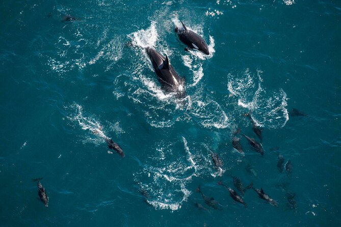 Kaikoura Whale Watching - 45 Minute Ocean Safari - Weather: The One Factor That Can Change the Whole Day