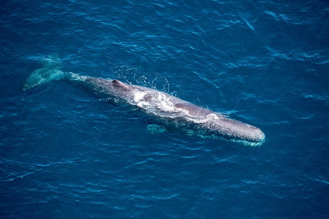 Kaikōura Whale Watching and Scenic Landing - 1hr Premier Tour - Key things to know before you go