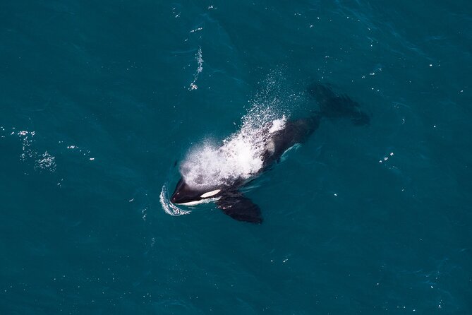 Kaikōura Whale Watching and Scenic Landing - 1hr Premier Tour - Why a mountain-peak landing in the Seaward Kaikōura Ranges changes the whole trip