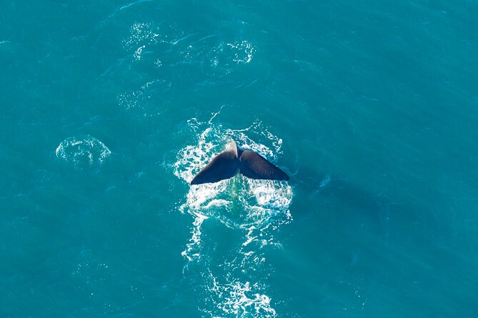 Kaikōura Whale Watching and Scenic Landing - 1hr Premier Tour - Stop 1, Kaikōura: coastal views, marine spotting, then peak photos