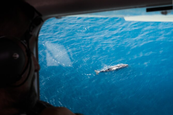 Kaikoura: Whale Watching Flight - Key Things That Make This Flight Worth Your Time
