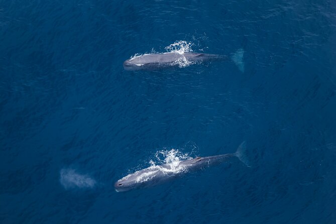 Kaikoura: Whale Watching Flight - Why Kaikoura’s Whale Watching Looks Different From Above