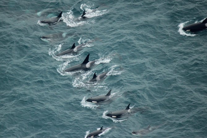 Kaikoura: Whale Watching Flight - Hearing the Sea Story: Headset Commentary and Pilot-Led Sightseeing