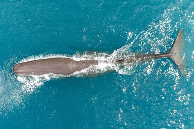 Kaikōura Whale Watching Scenic Flight (40 Minutes) - Price and Logistics: What $170.66 Buys (and What It Doesn’t)