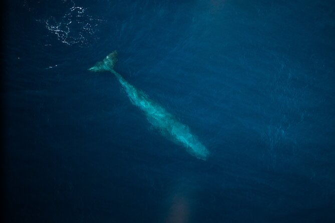 Kaikōura Whale Watching Scenic Flight (40 Minutes) - Your Time in the Air: From Airport Takeoff to Whale-Watching Turns