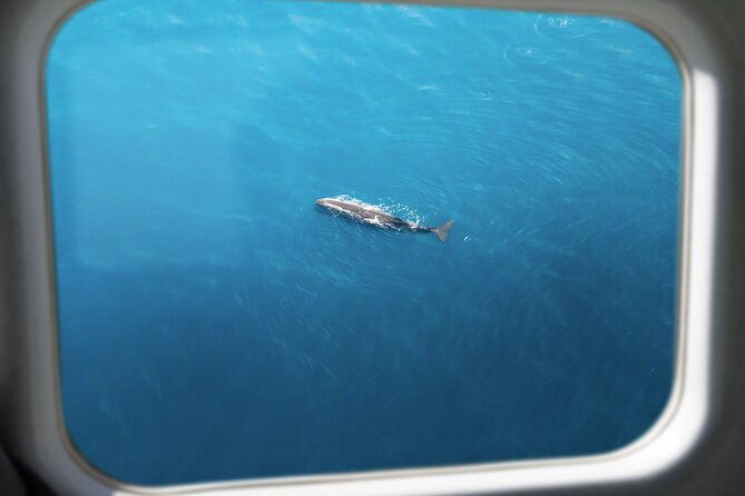Kaikōura Whale Watching Scenic Flight (40 Minutes) - Window Seats for Everyone: Why It Changes the Experience