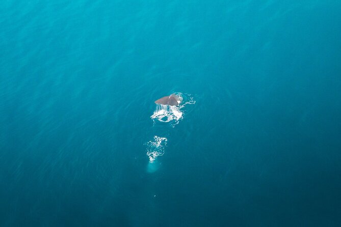 Kaikōura Whale Watching Scenic Flight (40 Minutes) - Small Group Size: Better Viewing and More Shared Attention