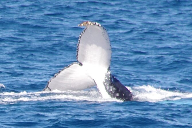 Kalbarri Whale Watching Tour - Key Things You’ll Notice on This Whale Watching Tour