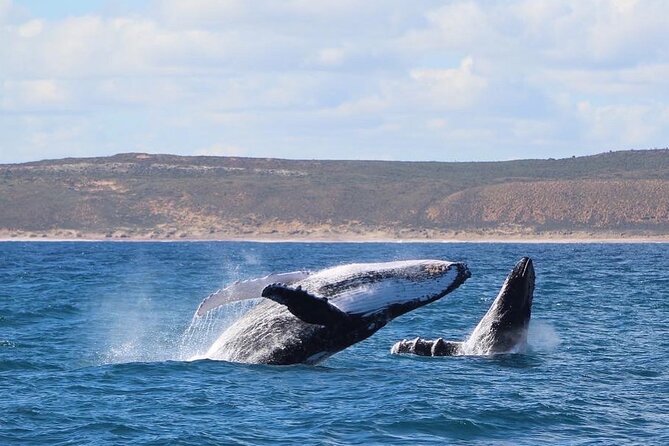 Kalbarri Whale Watching Tour - Why June to September Changes What You’ll See