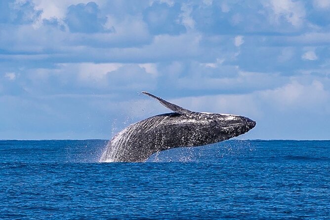 Kalbarri Whale Watching Tour - The Cost of $57.38: Value for a 2.5-Hour Whale Tour