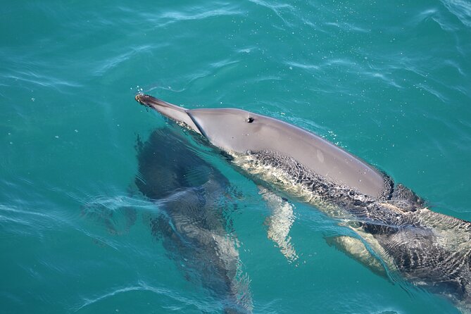Kalbarri Whale Watching Tour - Should You Book This Kalbarri Whale Watching Tour?