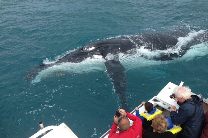 Kalbarri Whale Watching Tour Guided - Key things to know before you book