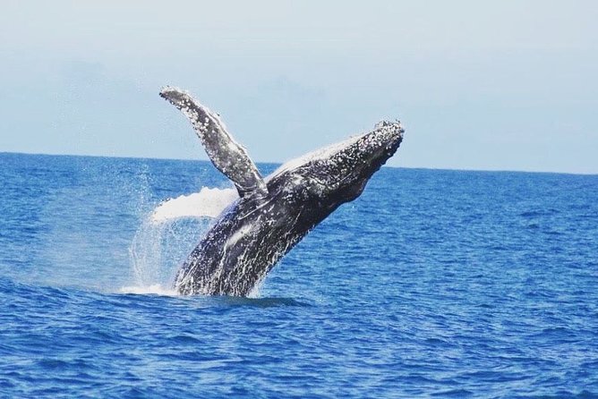 Kalbarri Whale Watching Tour Guided - Entering whale season off Kalbarri: June to August
