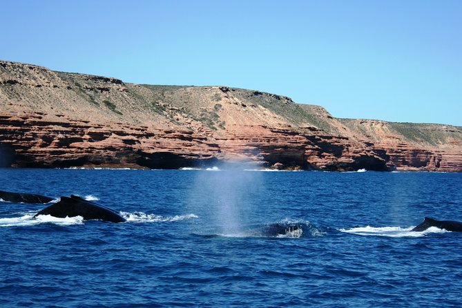 Kalbarri Whale Watching Tour Guided - Gantheaume Bay scanning: what you’re actually looking for