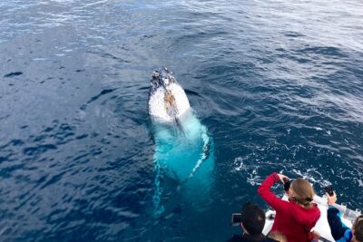 Kalbarri Whale Watching Tour Guided - The boat: why the 50-foot vessel matters for spotting whales