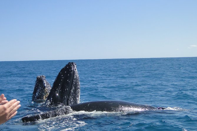 Kalbarri Whale Watching Tour Guided - Crew guidance: turning a sighting into a story