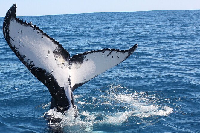 Kalbarri Whale Watching Tour Guided - What to bring: BYO snacks, layers, and the small things
