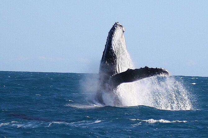 Kalbarri Whale Watching Tour Guided - Price and value: what $60.97 buys you