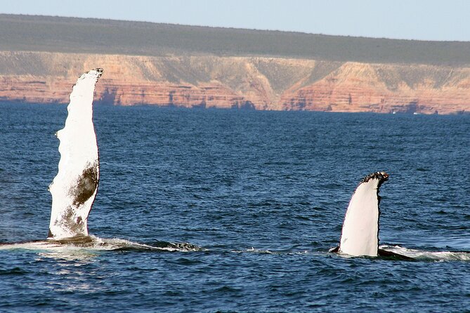 Kalbarri Whale Watching Tour Guided - Who this tour suits best (and who might hesitate)