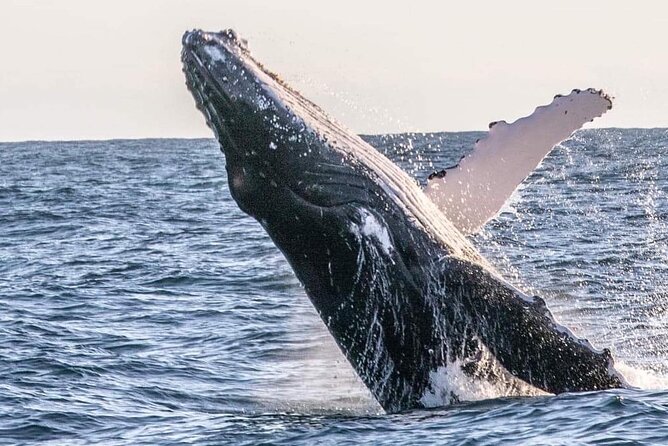 Kalbarri Whale Watching Tour - BYO Food Time on Board and the Surf Spot Pass-By