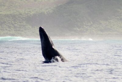 Kauai Raft Adventure: Whale Watch Discovery - How the 2-Hour Search Works on the Water