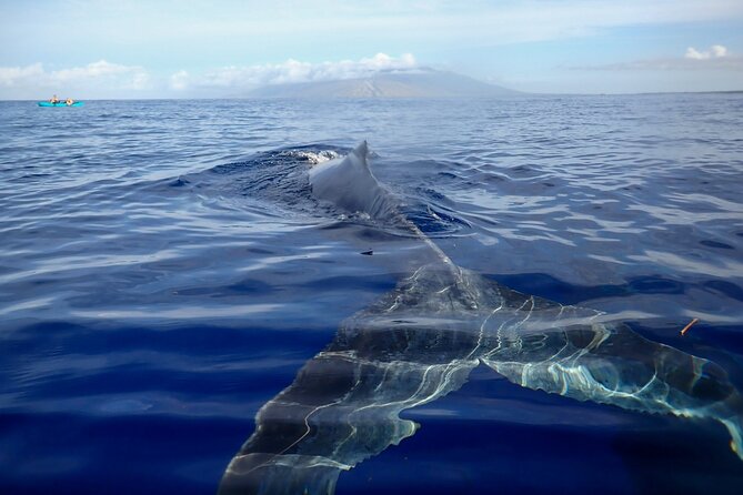 Kayak and Whale Watching Tour - Key things to know before you go