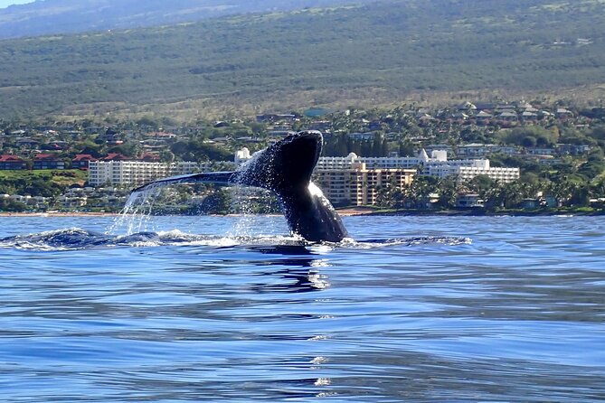 Kayak and Whale Watching Tour - Why Maui Kayak Whales Feel Different Than a Boat