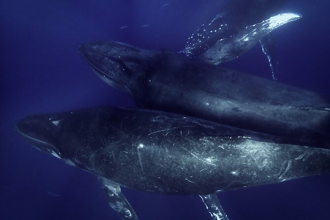 Kayak and Whale Watching Tour - Paddling for Humpback Whales During Mid-Dec to March