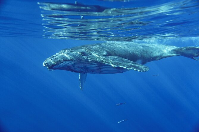 Kayak and Whale Watching Tour - Guide Power: Chris and Kris Spot Whales and Keep You Safe