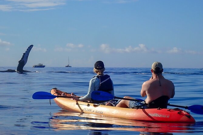 Kayak and Whale Watching Tour - What’s Included, Photos for Purchase, and the Tipping Reality