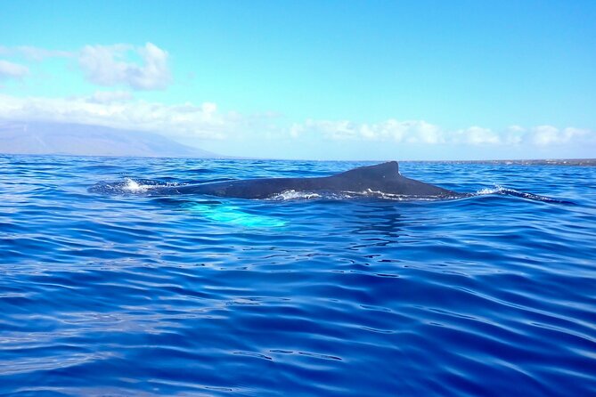Kayak and Whale Watching Tour - Physical Fitness and Small-Group Limits (Max 8)