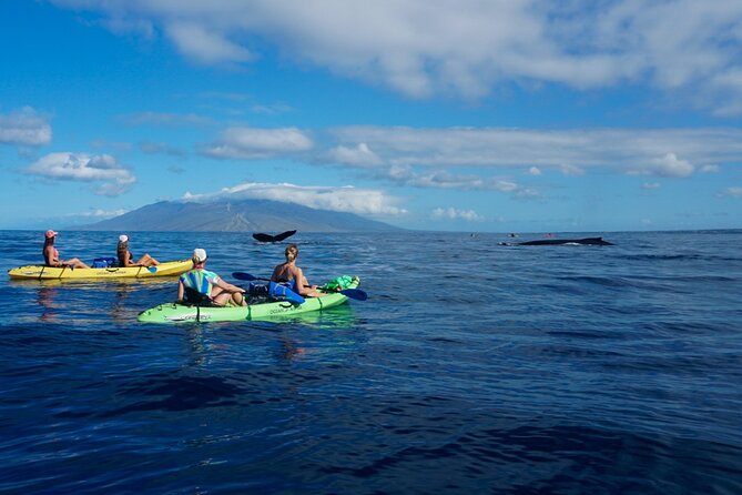 Kayak and Whale Watching Tour - Price and Value: Is $130 Worth It for 3 Hours of Whales?