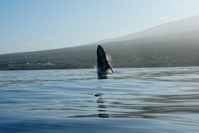 Kayak and Whale Watching Tour - Weather, Date Changes, and Booking About 68 Days Ahead