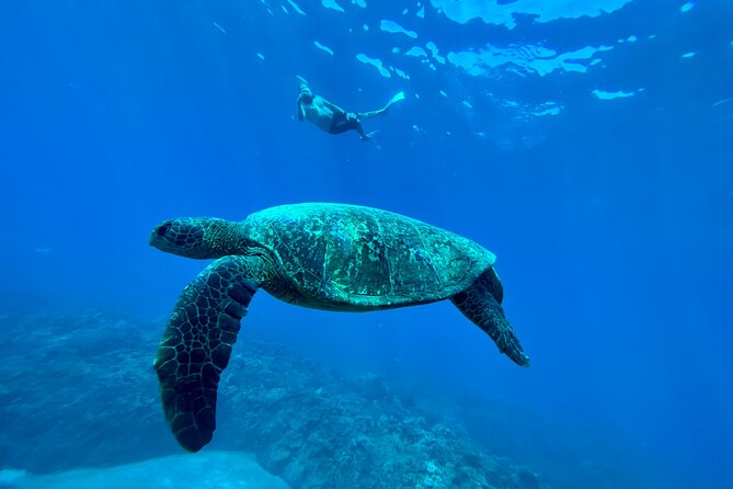 Kayak & Turtle Town Snorkel(Turtles Guaranteed) + Whale Watching - Gear and guides: what’s provided, and why it matters
