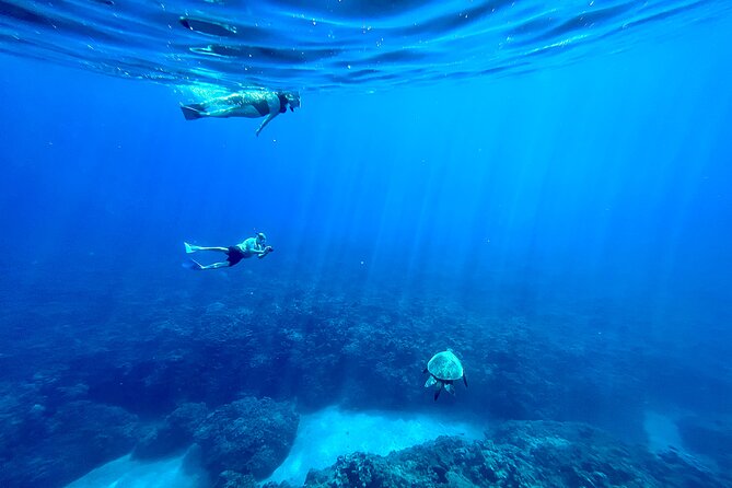 Kayak & Turtle Town Snorkel(Turtles Guaranteed) + Whale Watching - Turtle Town Snorkel: the “natural spa” where turtles come close