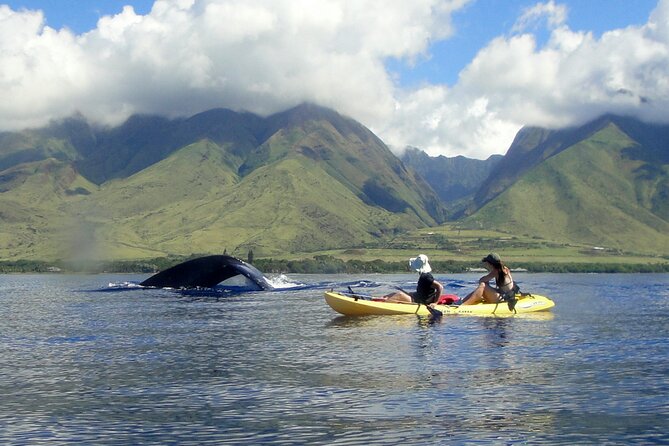Kayak, Whale Watch and Snorkel - Olowalu’s humpback sanctuary: why this stretch of Maui matters
