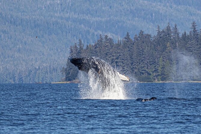Ketchikan Whale Watching and Nature Tour - Key things to know before you go
