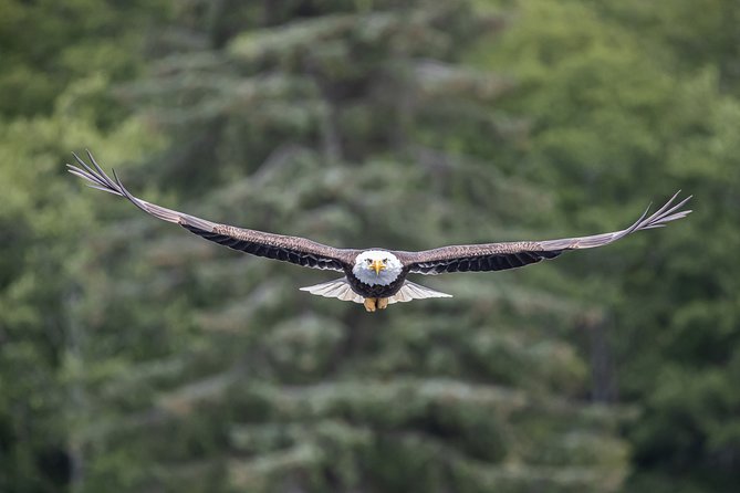 Ketchikan Whale Watching and Nature Tour - Thomas Basin to Revillagigedo Island: the tour’s simple starting point