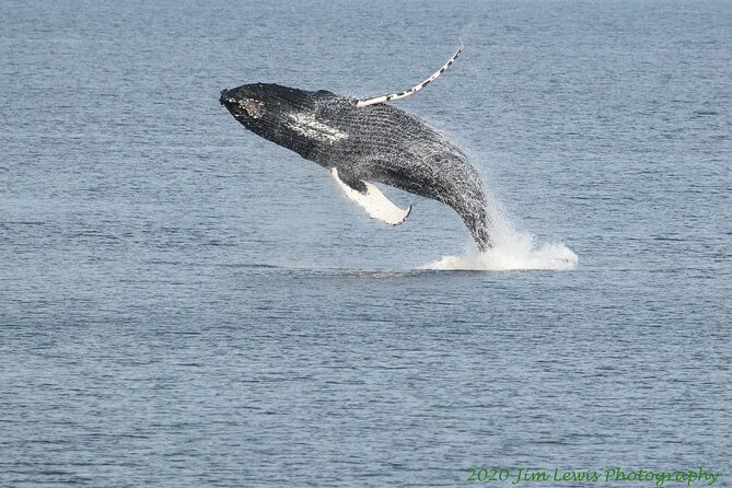Ketchikan Whale Watching and Nature Tour - Wildlife targets you can actually plan your eyes for
