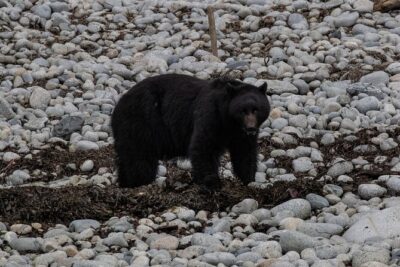 Ketchikan Whale Watching and Nature Tour - The warm enclosed cabin: the comfort play that makes spotting easier