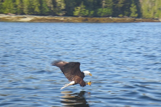 Ketchikan Whale Watching and Nature Tour - How the around-Ketchikan run actually works (and why it’s worth hours)