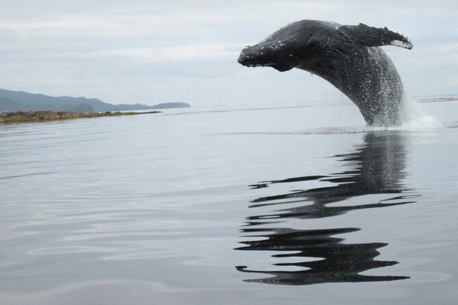 Ketchikan Whale Watching and Nature Tour - Price and value for a private boat: $3,000 per group up to 6