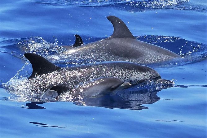 Los Gigantes Whale Watching Charter by Sail Boat - Key details that make this trip worth your time