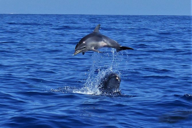 Los Gigantes Whale Watching Charter by Sail Boat - Snorkeling near the cliffs: bring your towel and expect a surprise