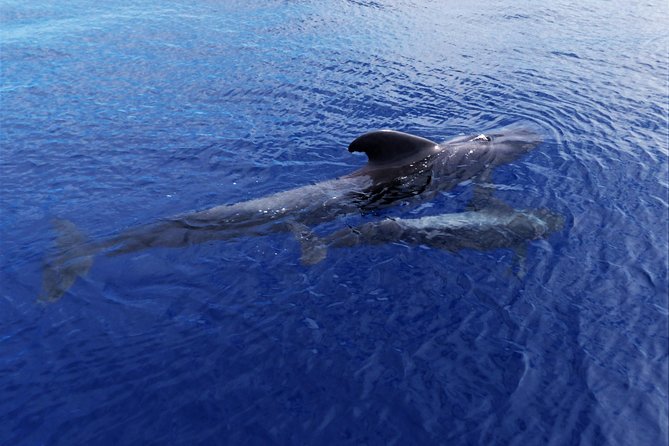 Los Gigantes Whale Watching Charter by Sail Boat - Small group, real attention: the crew makes the difference