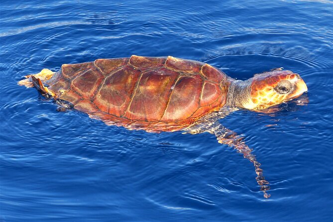 Los Gigantes Whale Watching Charter by Sail Boat - The 3-hour plan: sailing, whales, then a swim near the cliffs