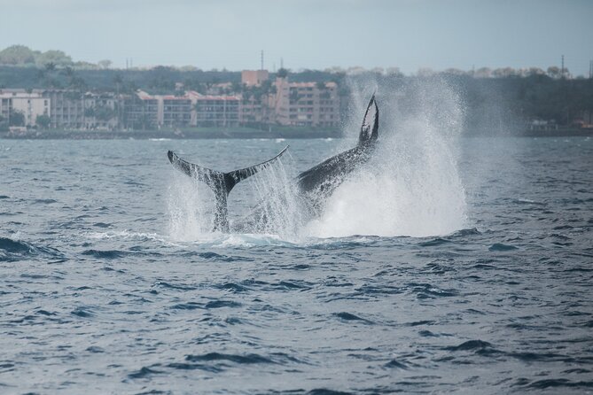 Luxury Catamaran Whale Watch - Two Hours On West Maui: What You’ll Do Once You’re Afloat