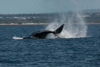 Luxury Catamaran Whale Watch - Onboard Bar, Snacks, and the Value of a Real Whale-Watch Setup