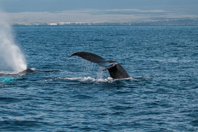 Luxury Catamaran Whale Watch - Weather Rules and the One Thing You Can’t Control